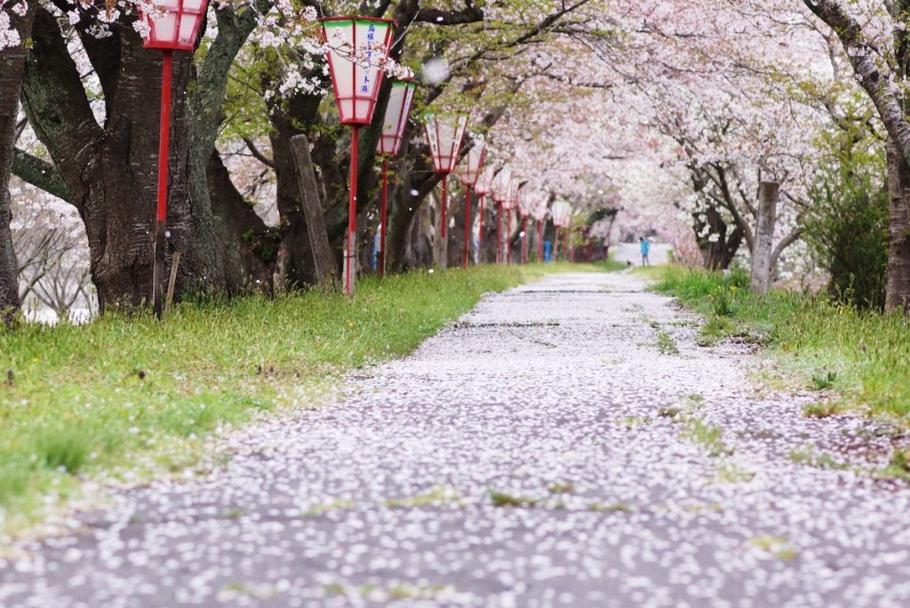 桜祭り_斐伊川堤防桜並木